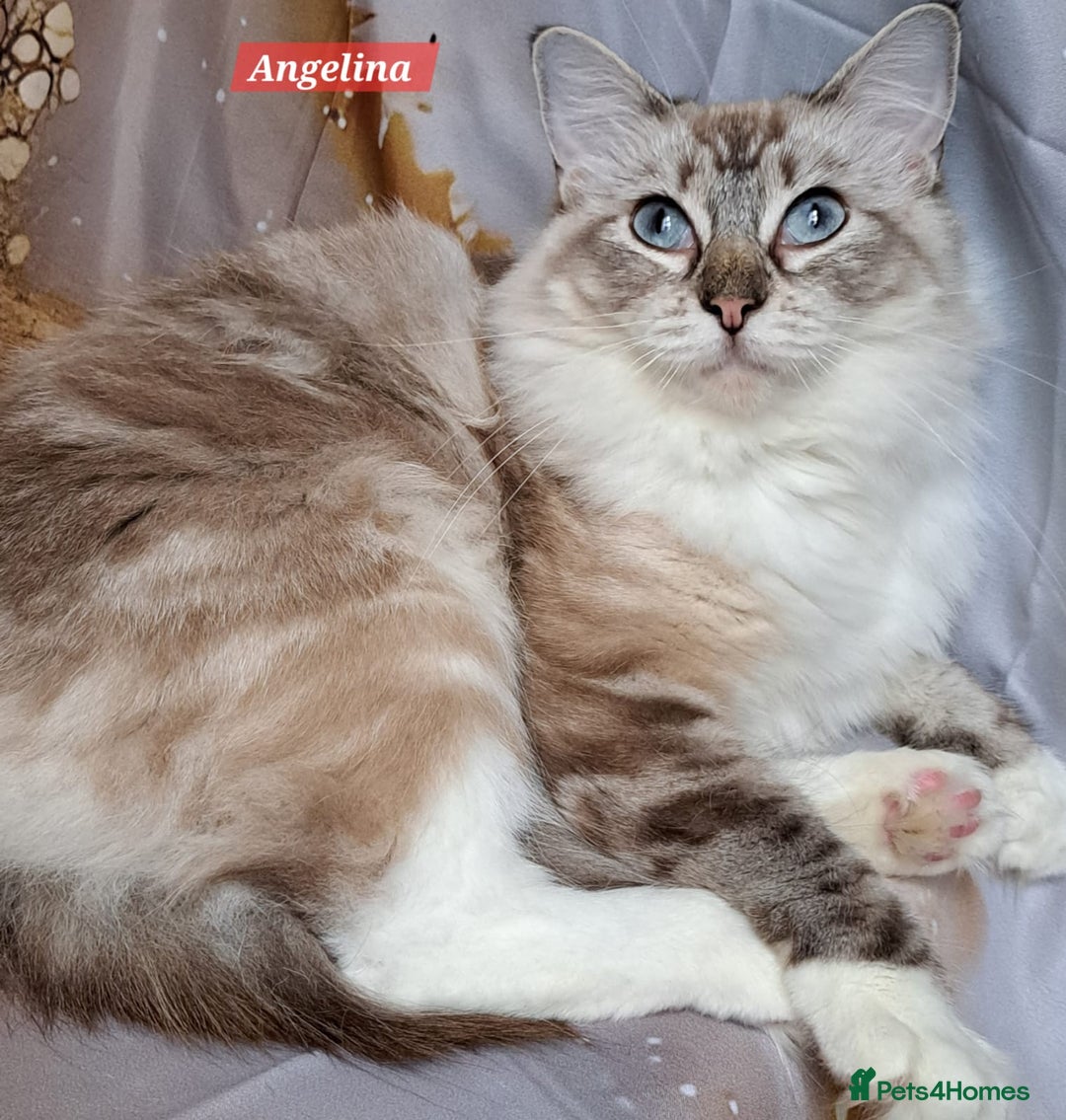 Ragdoll cats for sale: Exceptional bloodlines Ragdolls 💞💞 - Image 16