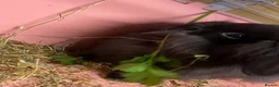 Mini Lion Lop rabbits for sale: Mini lion lop - Advert 2
