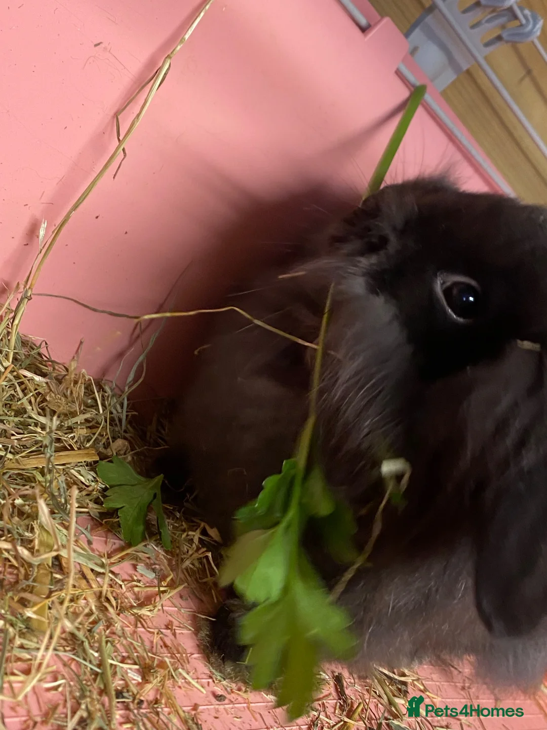 Mini Lion Lop rabbits for sale: Mini lion lop - Advert 2