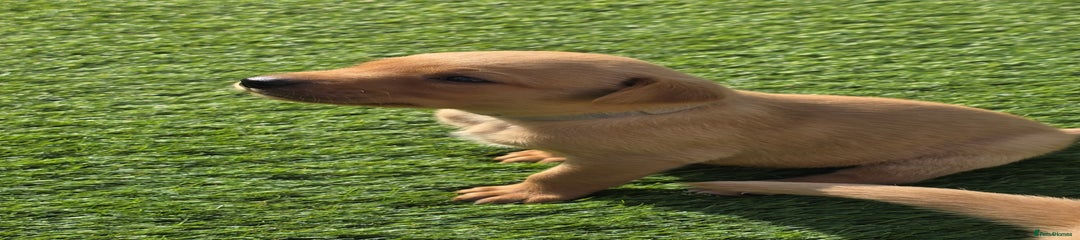 Labrador Retriever Puppy 4