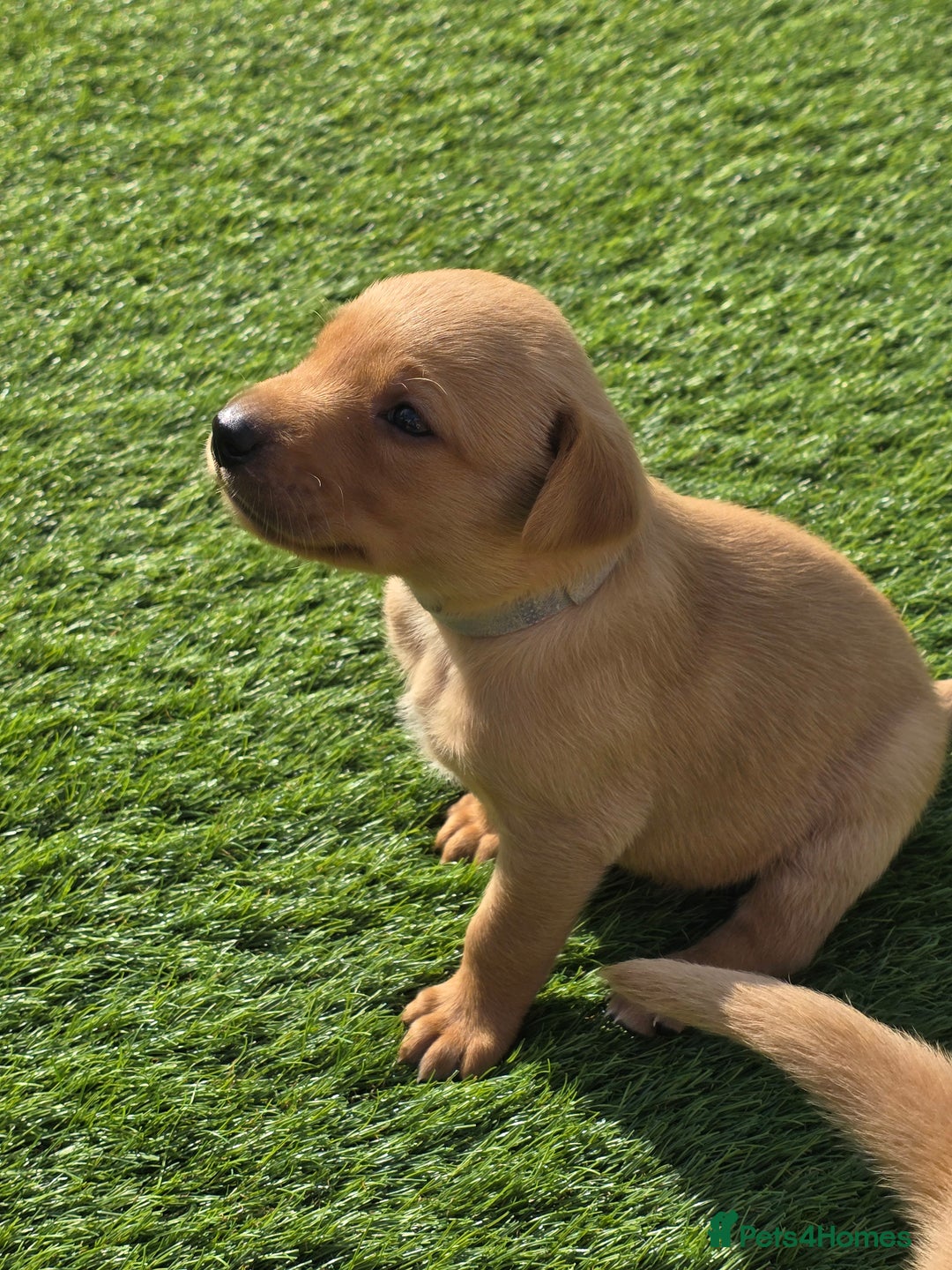 Labrador Retriever dogs for sale: KC Red Fox Labrador Pups - Image 6
