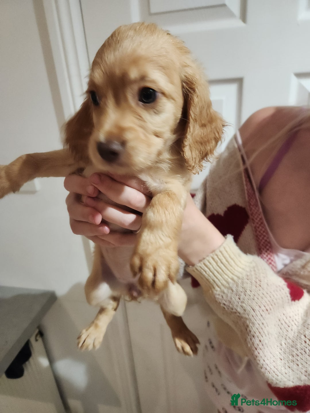 Cocker Spaniel dogs for sale: 3 kc reg working cocker spaniels avaliable  - Image 1