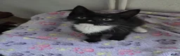 Mixed Breed cats for sale: 1 Gorgeous Female Kitten-Ready Now -Vet Checked - Advert 1