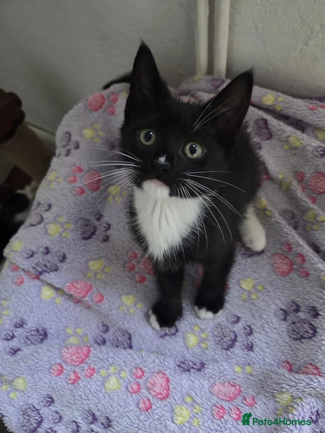 Mixed Breed cats for sale: 1 Gorgeous Female Kitten-Ready Now -Vet Checked - Advert 1