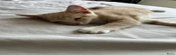 Mixed Breed cats for sale: Female shorthair kitten  in Grimsby - Advert 3