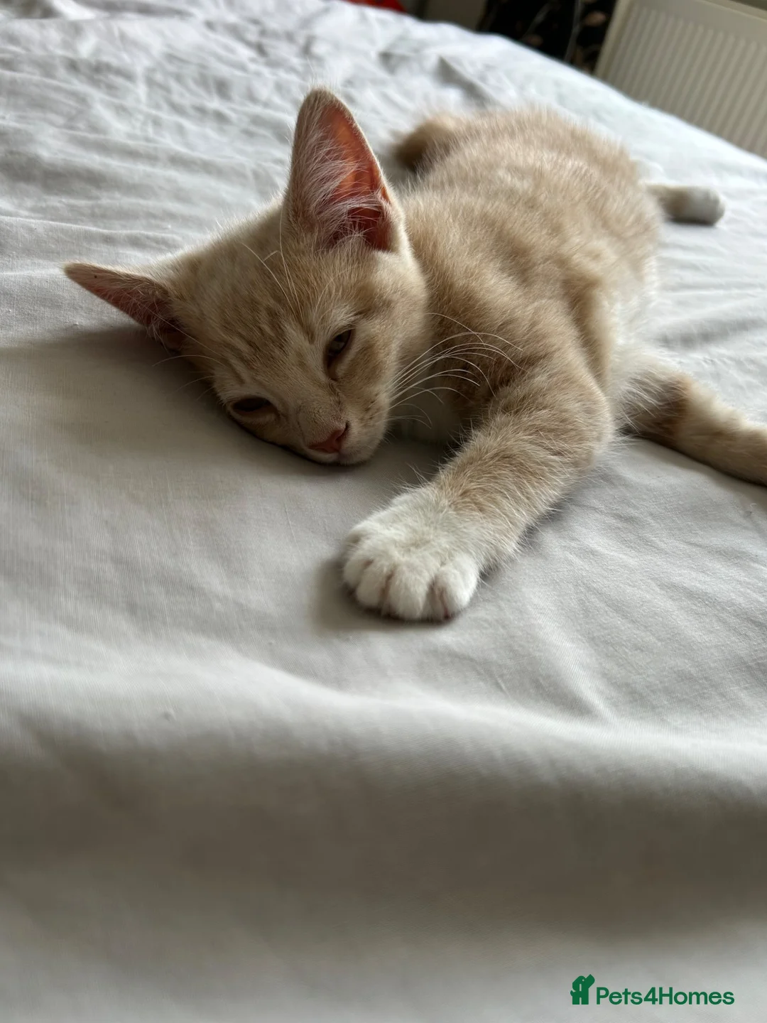 Mixed Breed cats for sale: Female shorthair kitten  in Grimsby - Advert 3