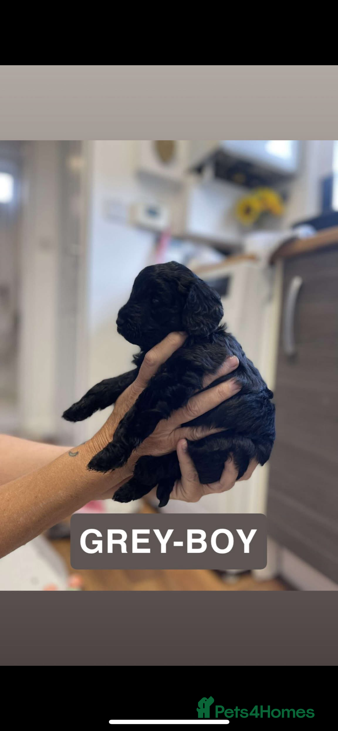 Cockapoo dogs for sale: 🐶ADORABLE F1B COCKAPOOS🐶  - Image 1