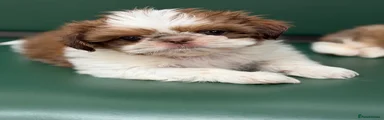 Shih Tzu 1