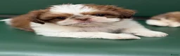 Shih Tzu dogs for sale: Highly Pedigreed Pure Breed Shih Tzu Puppies - Advert 4