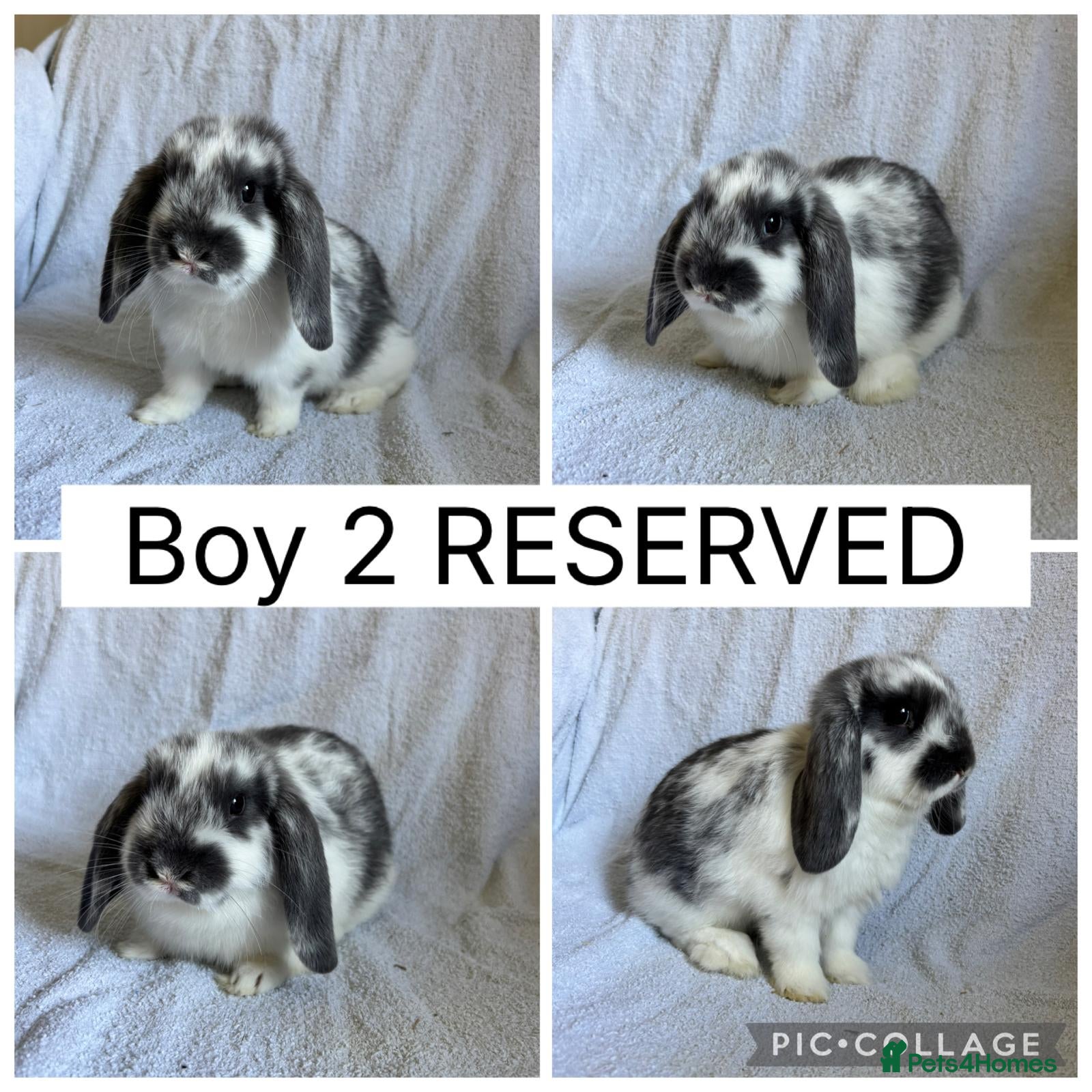 Mini Lop rabbits 1 beautiful baby mini lop boys READY NOW!  - Advert 2