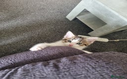Domestic Shorthair cats for sale: Male tabby cat. - Image 2