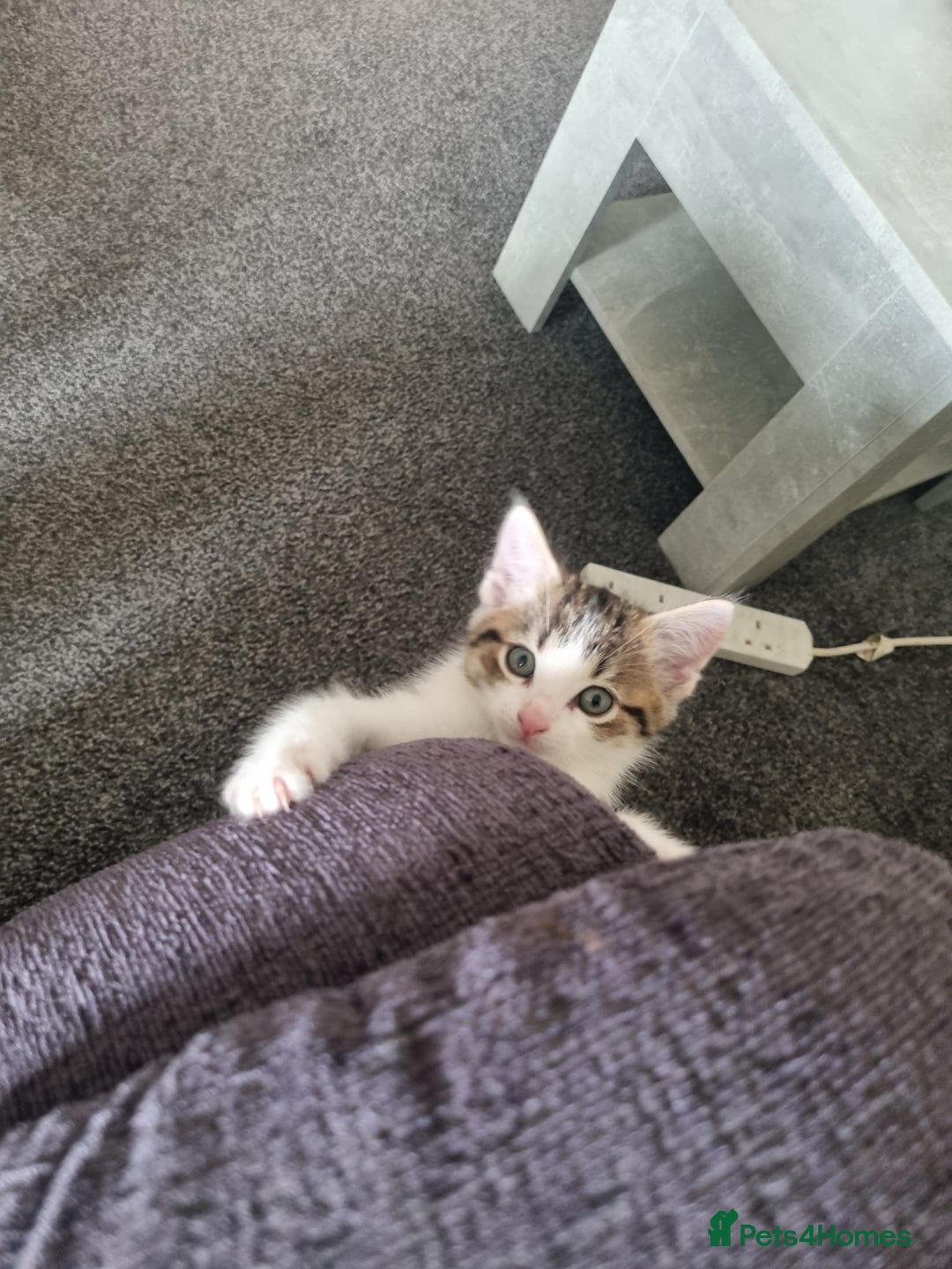 Domestic Shorthair cats for sale: Male tabby cat. - Image 2
