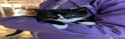 Mixed Breed cats for sale: Beautiful farm kittens  - Advert 10