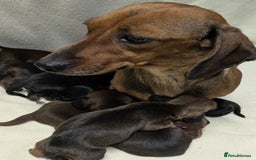 Miniature Dachshund dogs for sale: Quality KC / PRA Clear Minature Dachshund Puppies  - Image 10