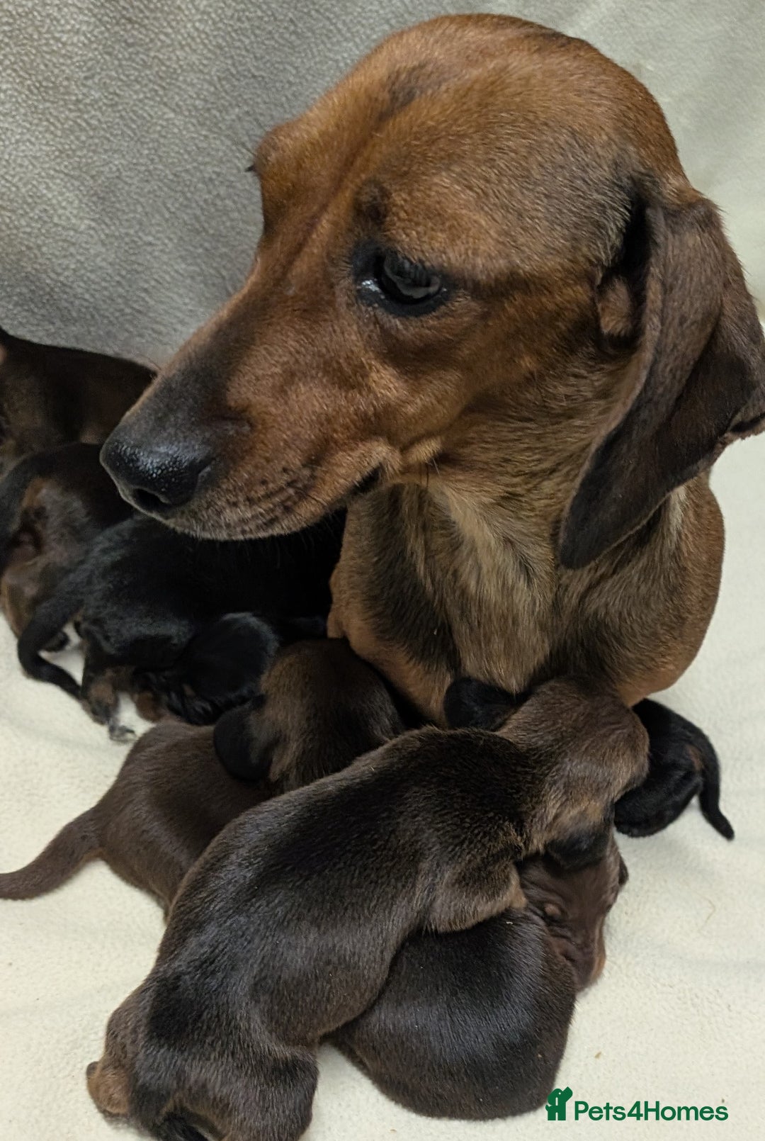 Miniature Dachshund dogs for sale: Quality KC / PRA Clear Minature Dachshund Puppies  - Image 10