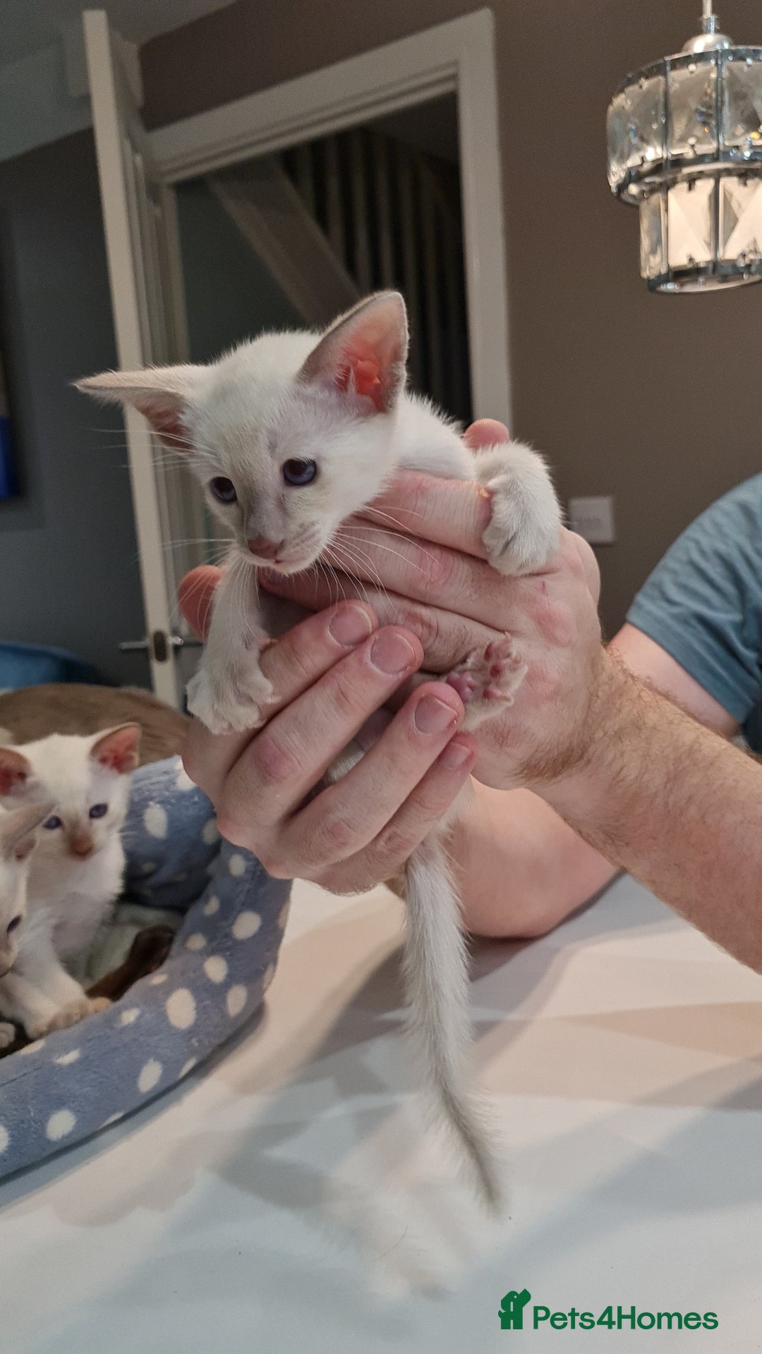 Siamese cats for sale: Siamese kittens 2 Chocolatepoint, 2 boys Bluepoint - Image 4