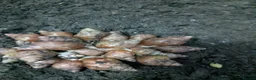 Snails invertebrates for sale: Giant African land snails  - Advert 2