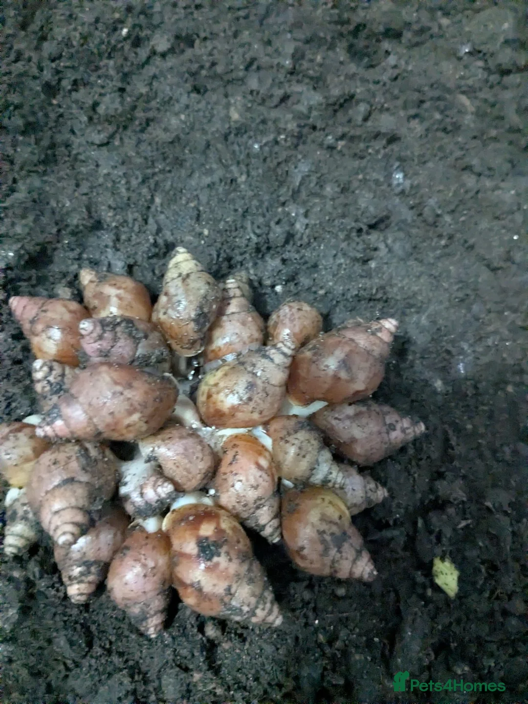 Snails invertebrates for sale: Giant African land snails  - Advert 2