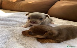 Jack Russell dogs for sale: Gorgeous Miniature Jack Russell Puppies For Sale - Image 20