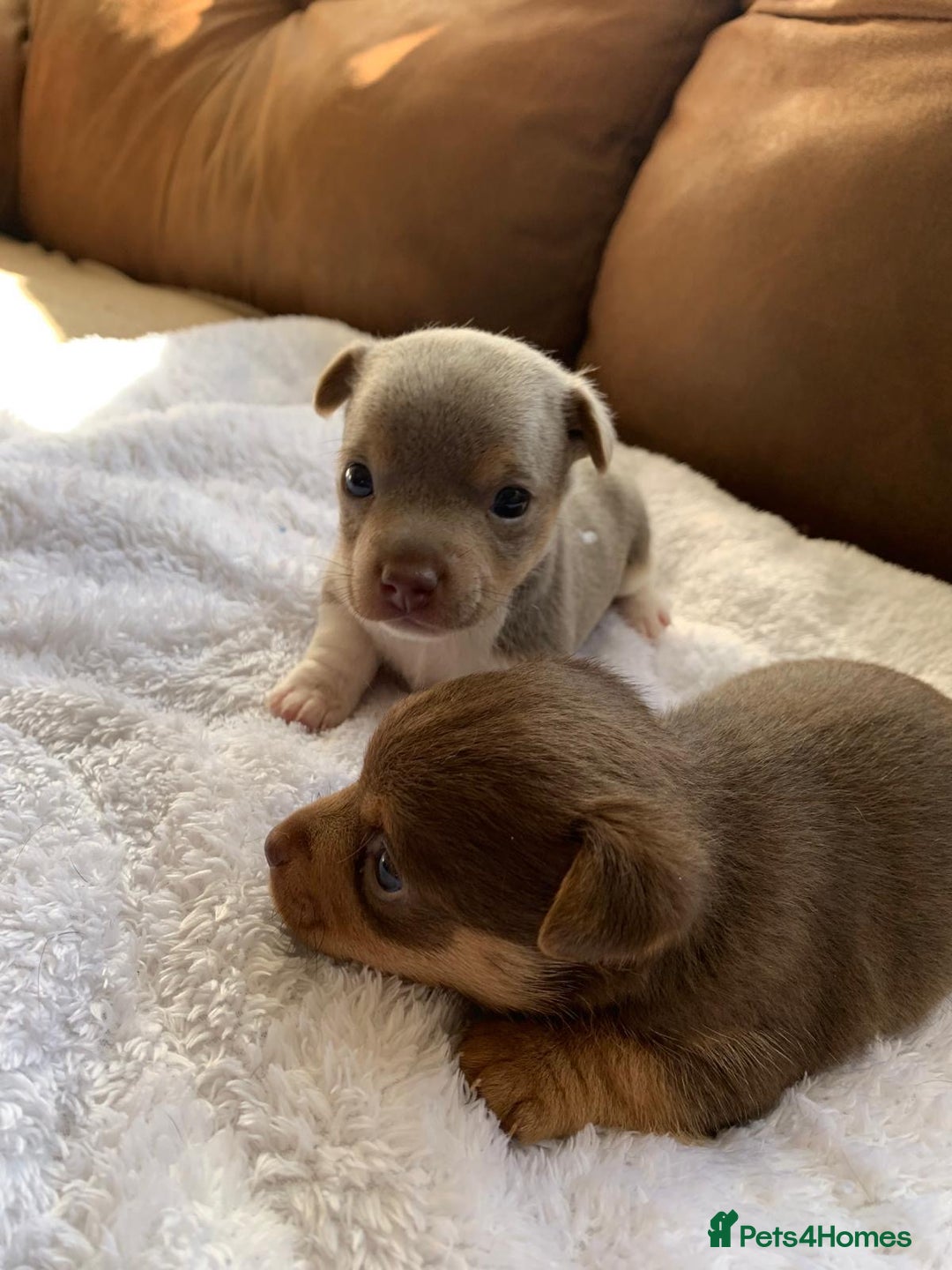 Jack Russell dogs for sale: Gorgeous Miniature Jack Russell Puppies For Sale - Image 20