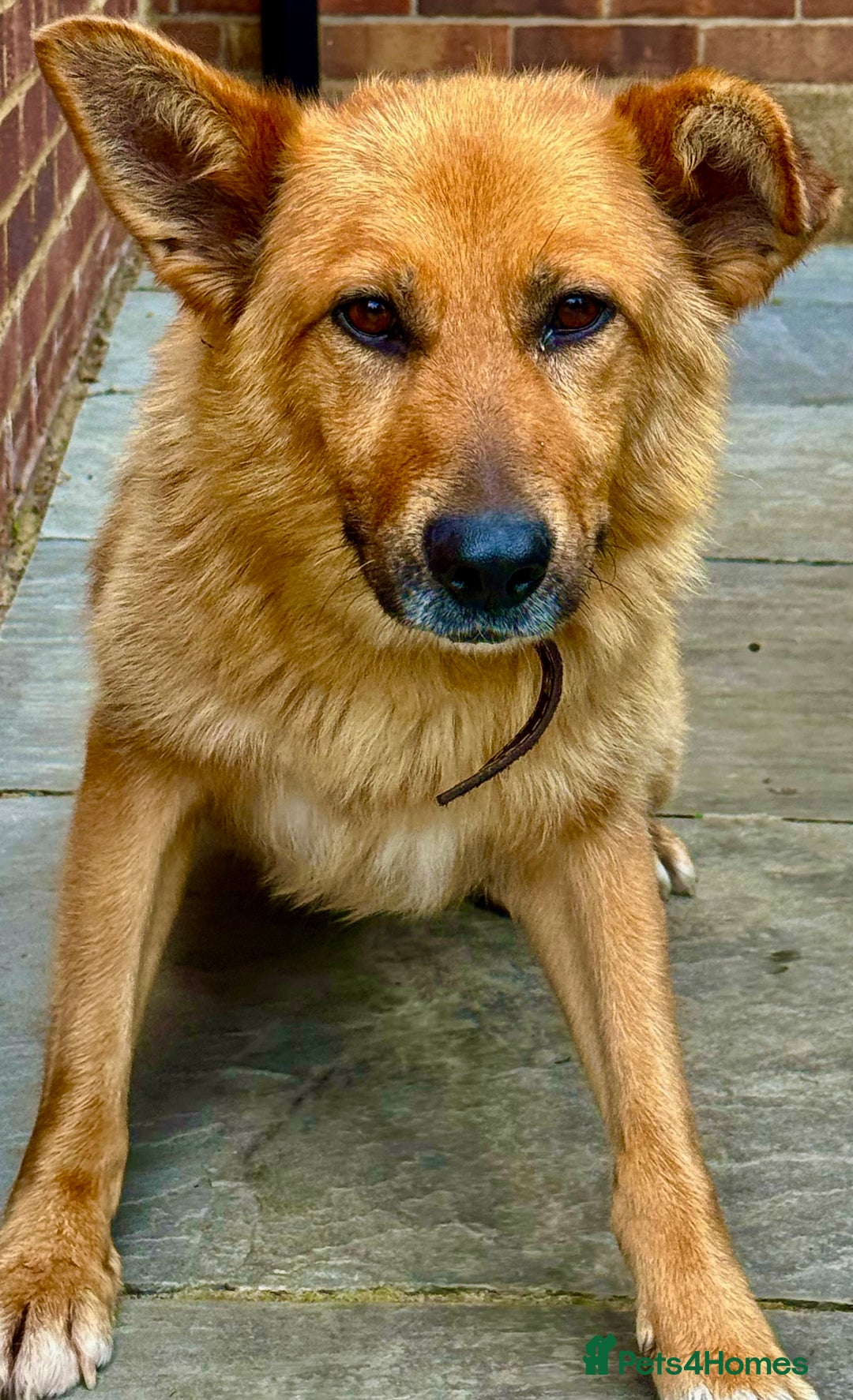 German Shepherd dogs for adoption: Ridgey – The Dog They Left Behind - Image 4