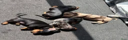 Miniature Dachshund dogs for sale: Just 1 Black and Tan boy left £650 - Advert 5