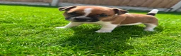 Jack Russell dogs for sale: Jack russell puppies  - Advert 8