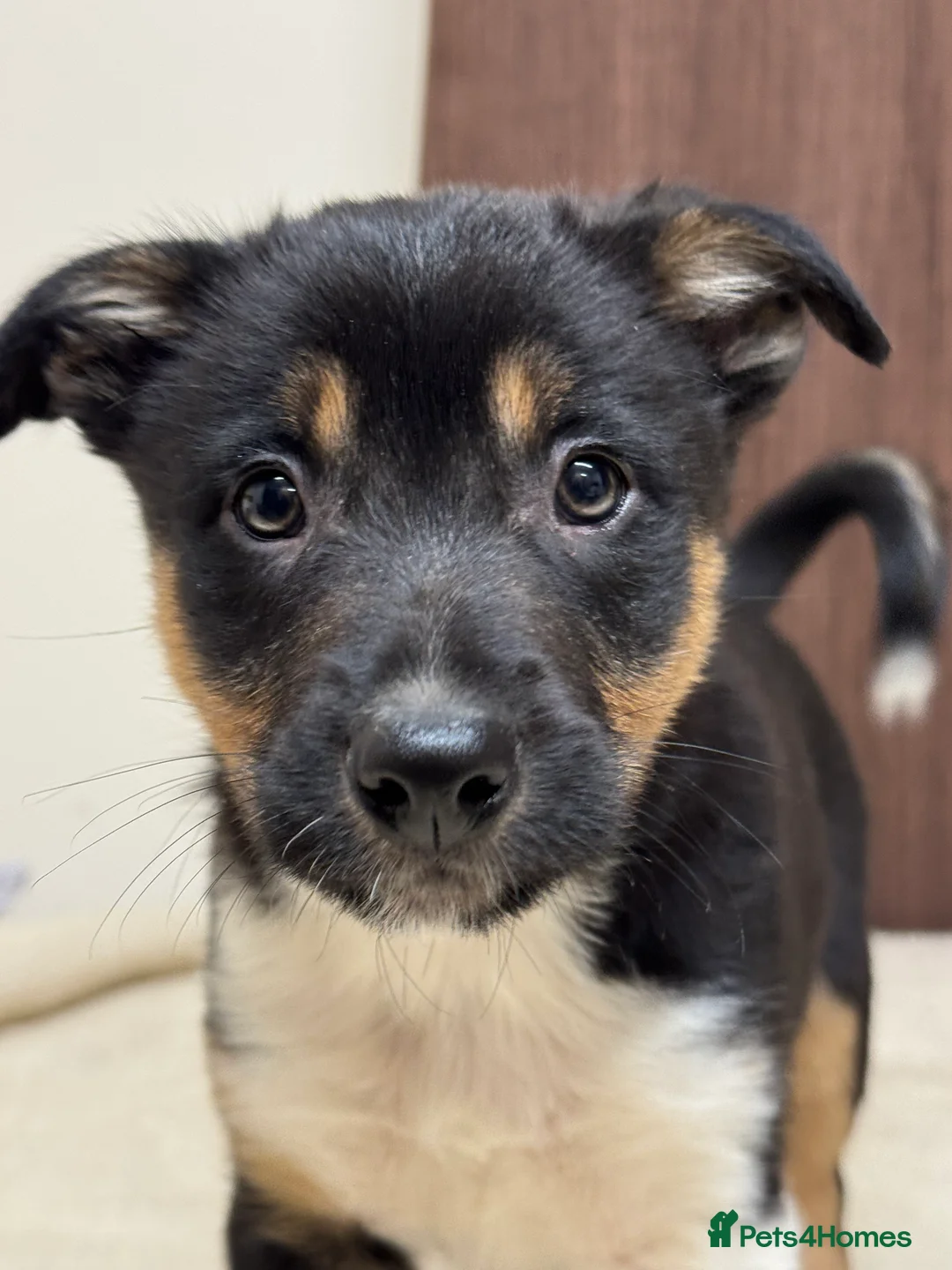 Border Collie dogs for sale: Border Collie Puppies (Sold) - Advert 3