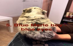 Pomeranian dogs for sale: Stunning Pomeranians  - Image 17