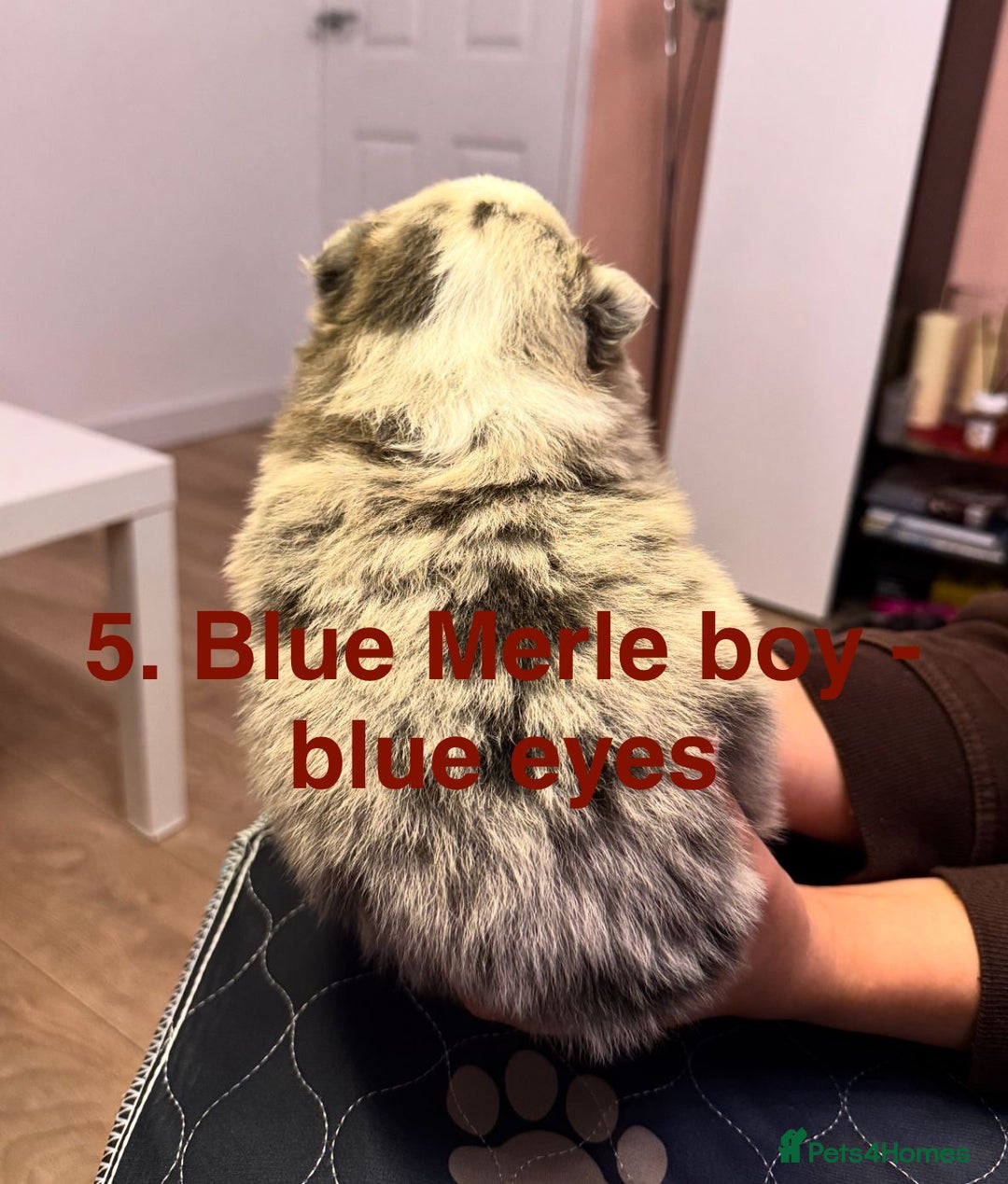 Pomeranian dogs for sale: Stunning Pomeranians  - Image 17