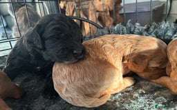 Cockapoo dogs for sale: TOY Cockapoo/ SHOW type F1 / License - Image 4