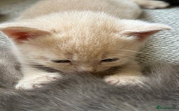 British Shorthair cats for sale: British shorthair cross Russian Blue - Image 7