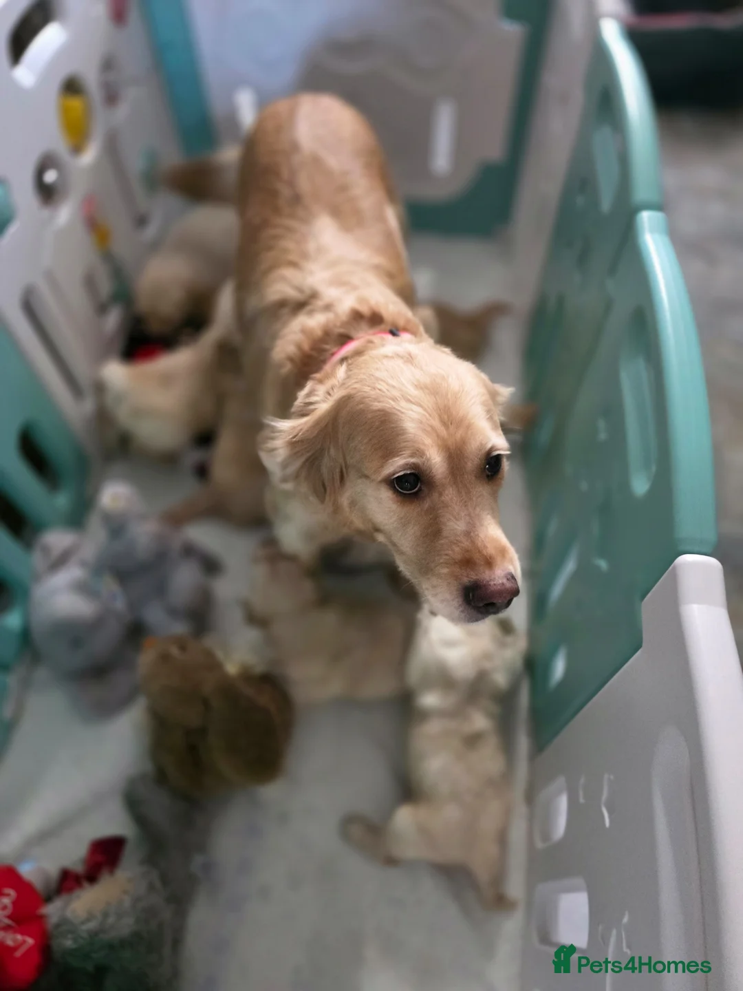 Golden Retriever dogs for sale: Golden retrievers  - Advert 1