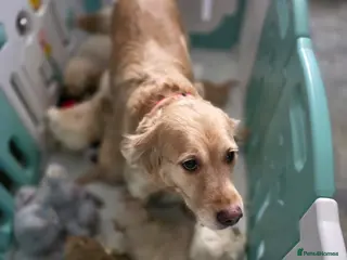 Golden Retriever dogs Golden retrievers - Advert 4