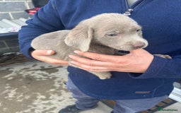 Labrador Retriever dogs for sale: Silver Labrador  - Image 9