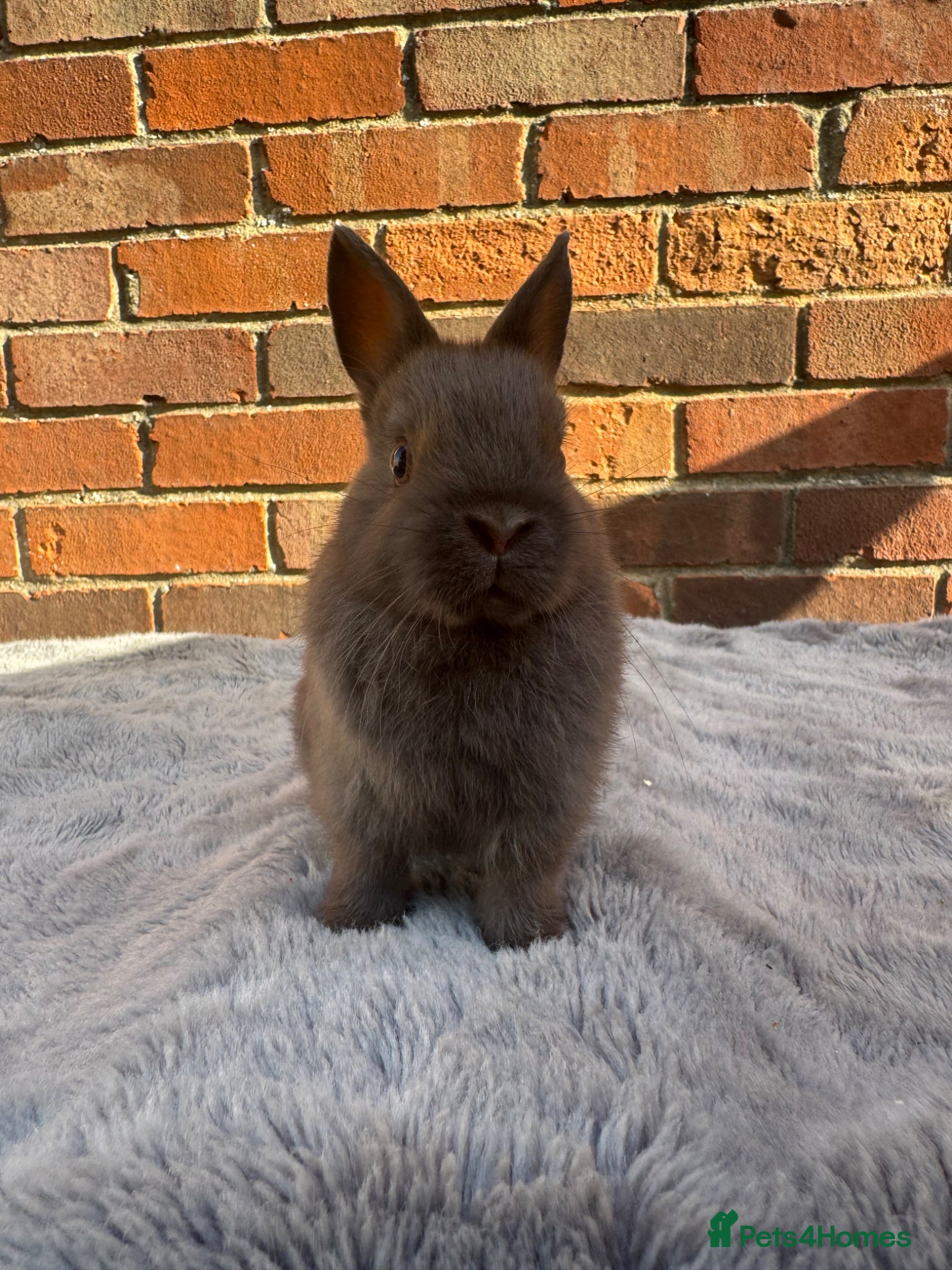 Netherland Dwarf rabbits Netherland Dwarfs - Ready Now  - Advert 18