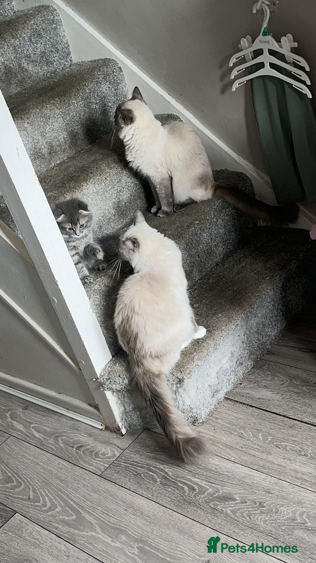 Mixed Breed cats for sale: Ragdoll X Scottish fold  - Image 4