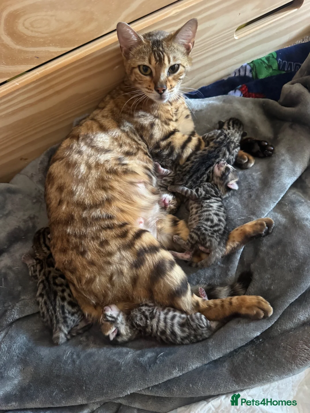 Bengal cats for sale: Bengal cross kittens  - Advert 1