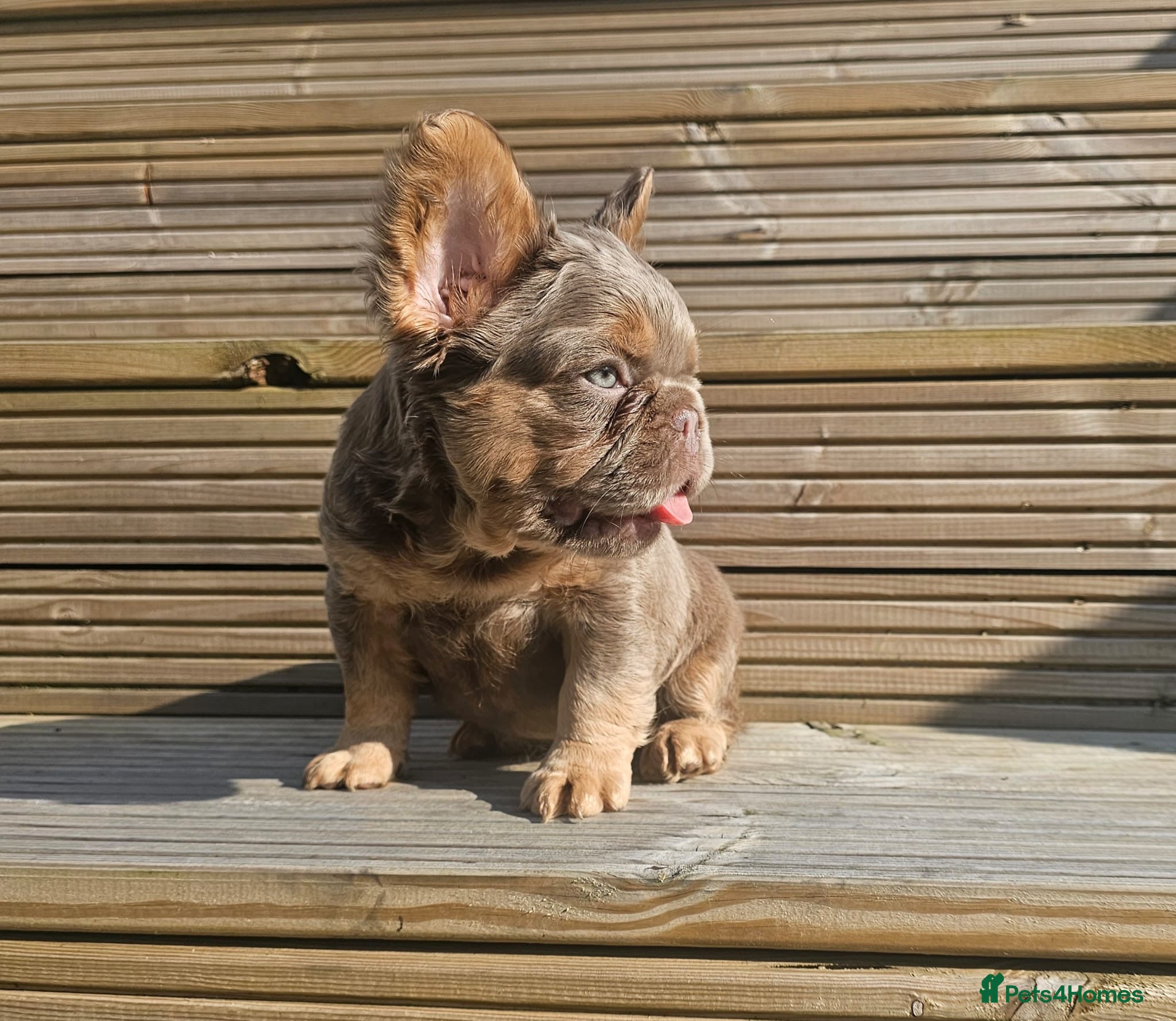 French Bulldog dogs French bulldog pups - Advert 2