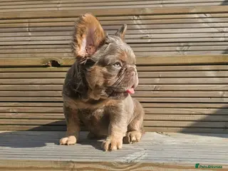 French Bulldog dogs French bulldog pups - Advert 14