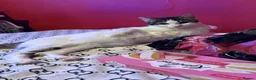 Domestic Shorthair cats for sale: Kitten  in Basildon - Advert 2