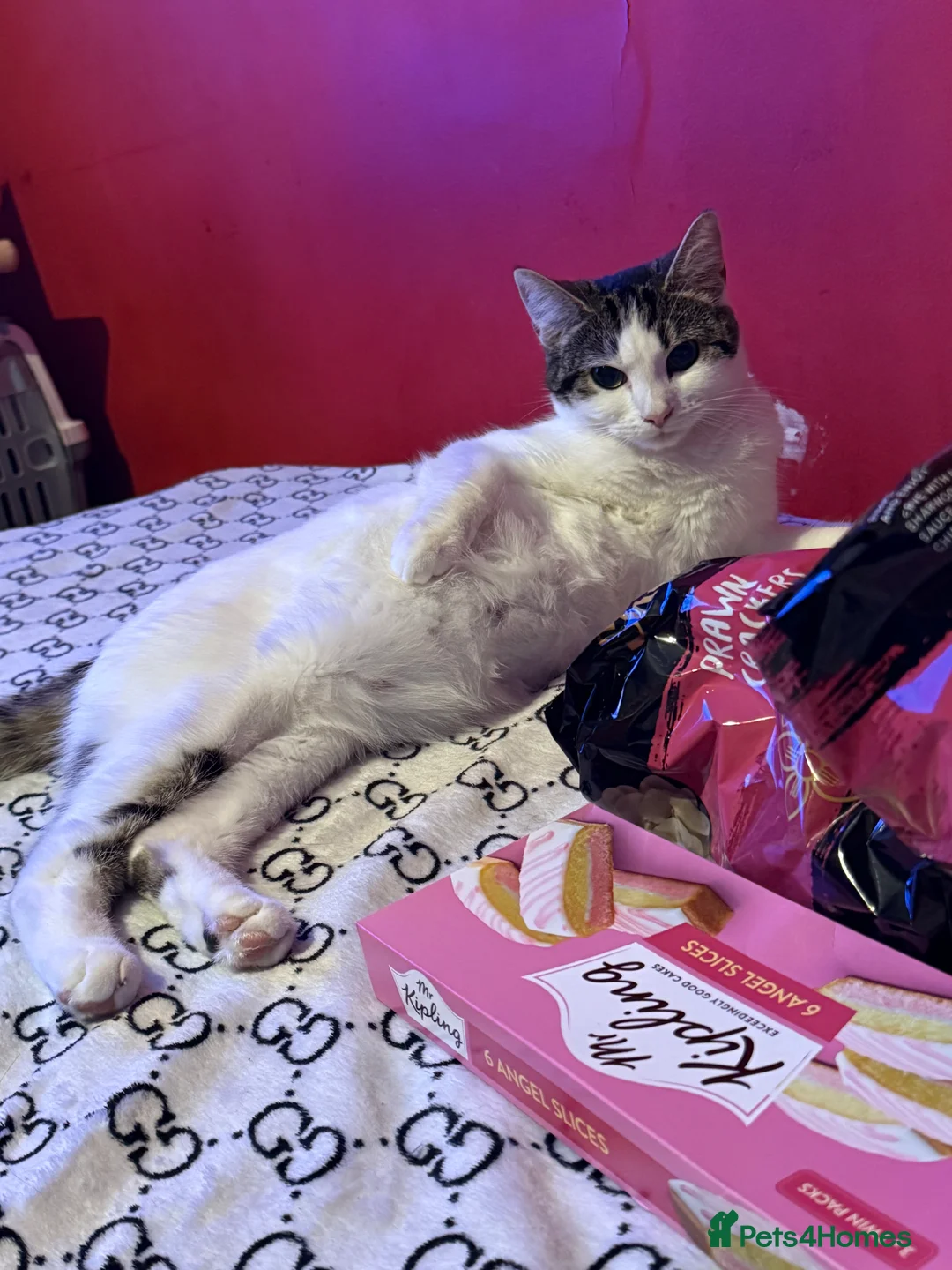 Domestic Shorthair cats for sale: Kitten  in Basildon - Advert 2
