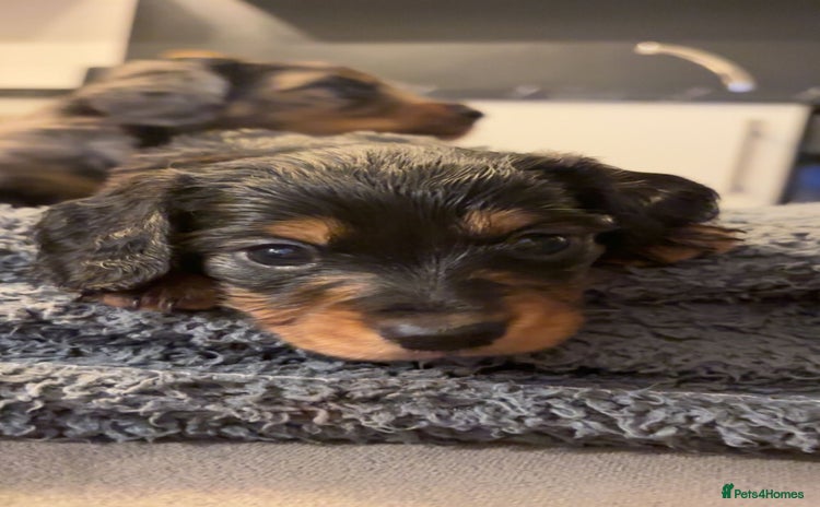 Miniature Dachshund dogs - Advert 1