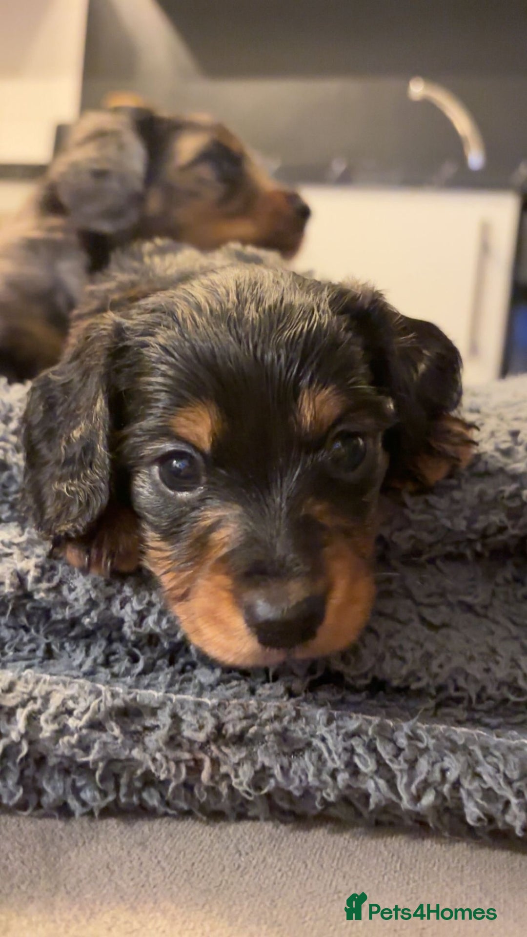Miniature Dachshund dogs for sale: KC Long Hair 'Mini-Mini' Dachshund Puppies - Advert 11