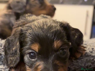 Miniature Dachshund dogs - Advert 20