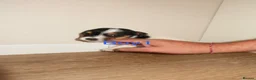 Jack Russell dogs for sale: Jack Russell puppies  in Wolverhampton - Advert 3