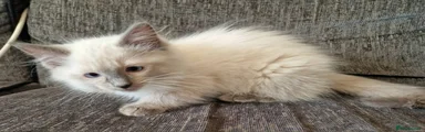 Ragdoll 1