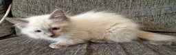 Ragdoll cats for sale: blue ragdoll kitten - Advert 10
