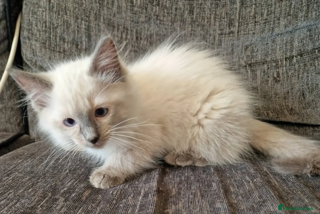 Ragdoll cats for sale: blue ragdoll kitten - Advert 10