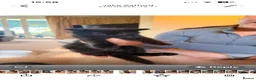 Mixed Breed cats for sale: Litter of 8 week old beautiful kittens for sale  in Sandy - Advert 4